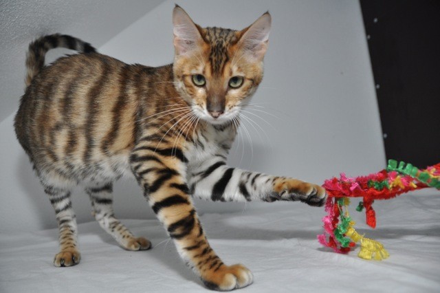 Toyger Kitten abzugeben - Katzen Sonstige - rieste