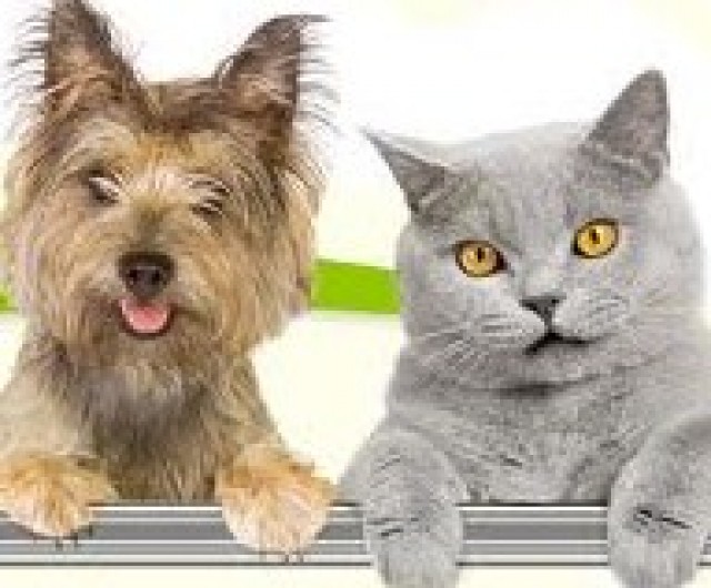 Heimtierbedarf Hundezubehör Katzenzubehör Hundefutter Katzenfutter - Katzen Zubehoer - Bisterschied