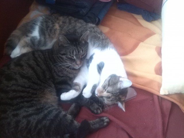 Wir suchen ein neues Zuhause! - Hauskatzen - leipzig