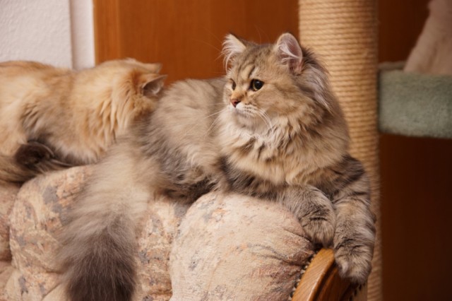 Britisch Langhaar Kater - British Kurzhaar - Wuppertal