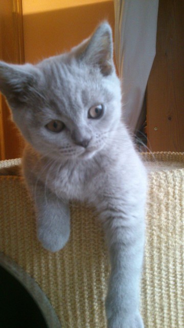 BKH-Kartäuser Kater - Kartaeuser - Etzbach