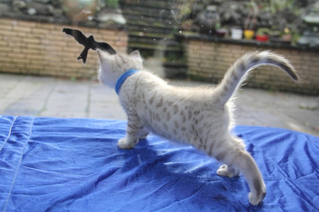 Bengalkitten, Bengalkatzen, Atemberaubende Snowleoparden,Bengalkatze - Bengal - Mayschoß