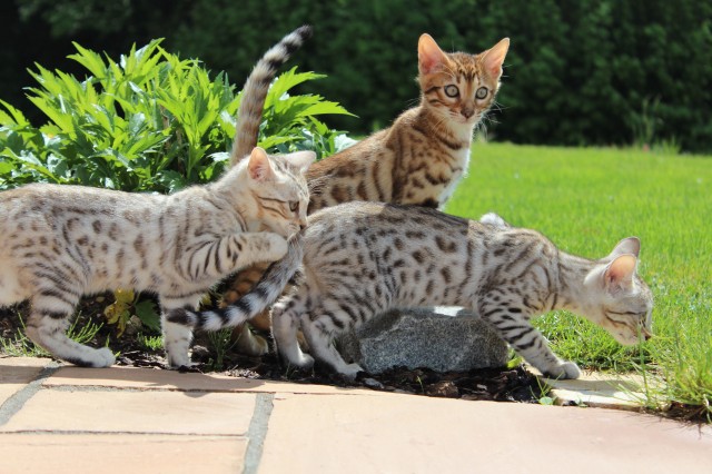  - Bengal - Thalmässing