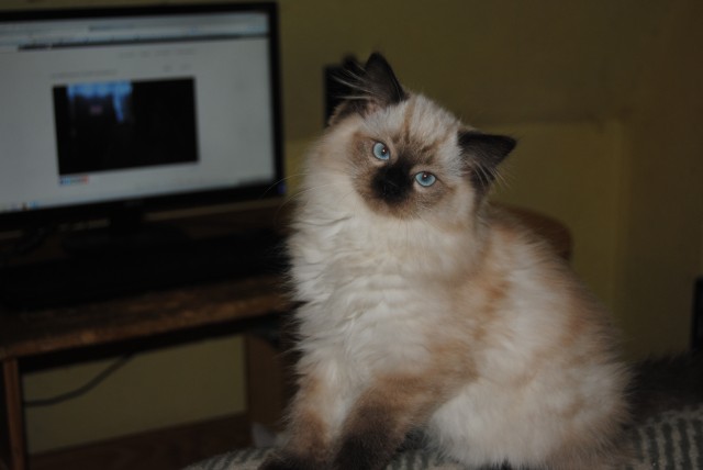 Ragdolls suchen neuen Dosenöffner - Ragdoll - Rottenburg