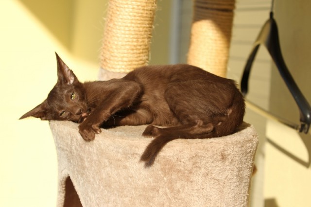 Orientalisch Kurzhaar OKH Kitten - Orientalische Kurzhaar - Regensburg