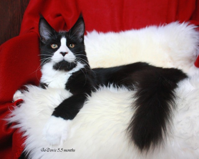 Wunderschoene Maine coon Kitten suchen neue zu Hause - Maine Coon - Most pri Bratislave, Slowakei