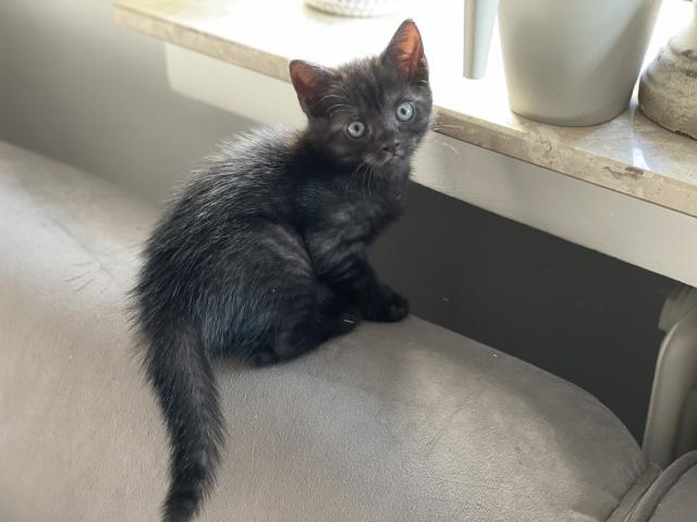 Wunderschöne Babykatzen/Kitten  - British Kurzhaar - Remagen