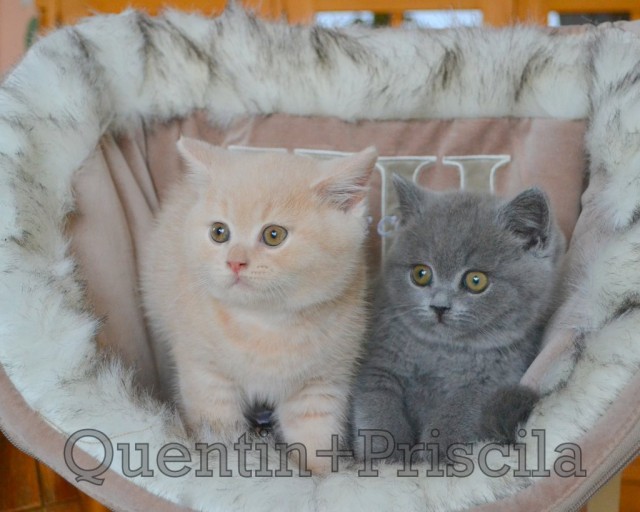 Wunderschöne BKH Kitten - British Kurzhaar - Kümmersbruck