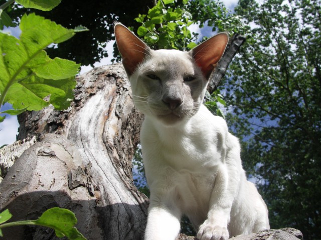 Siam-Kater (kastr., gechipt, geimpft) abzugeben - Siam - Kirchberg im Wald