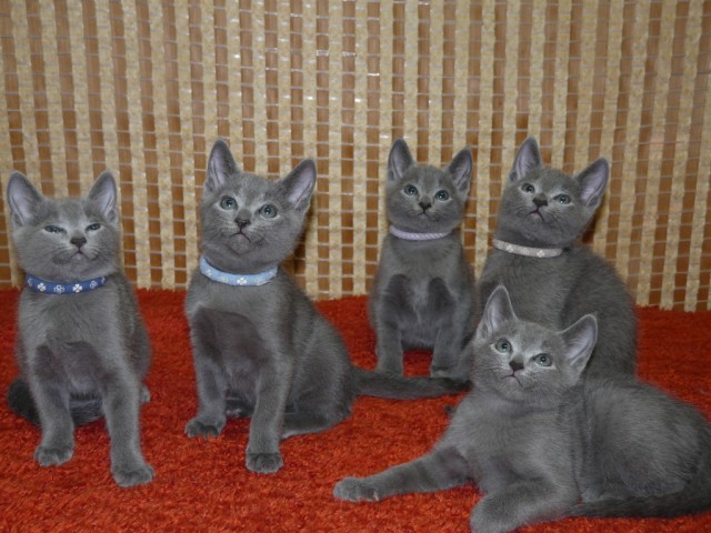 Russisch blau Kitten mit Stammbaum - Russisch Blau - Göttingen
