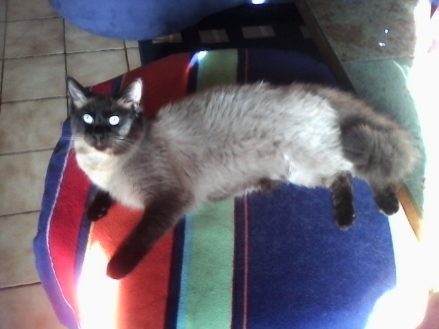 Suchen Kitten, weiblich - Katzen Sonstige - KEMPEN