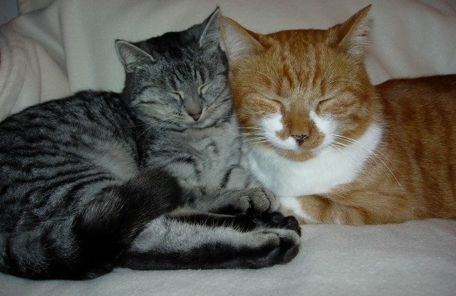 Is (s) t die Katze gesund - freut sich der Mensch - Katzen Zubehoer - Bodman-Ludwigshafen