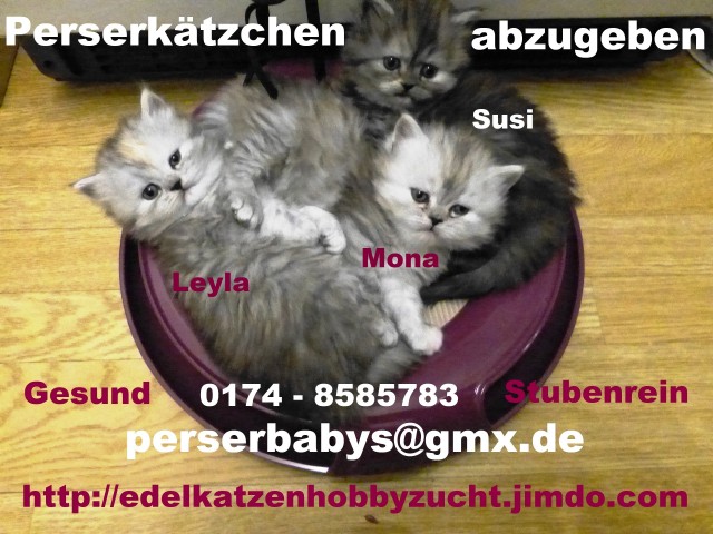 Perserkätzchen aus privater Hobbyzucht   preiswert   ab 1. Mai 2014 abzugeben ! - Perser - Rostock