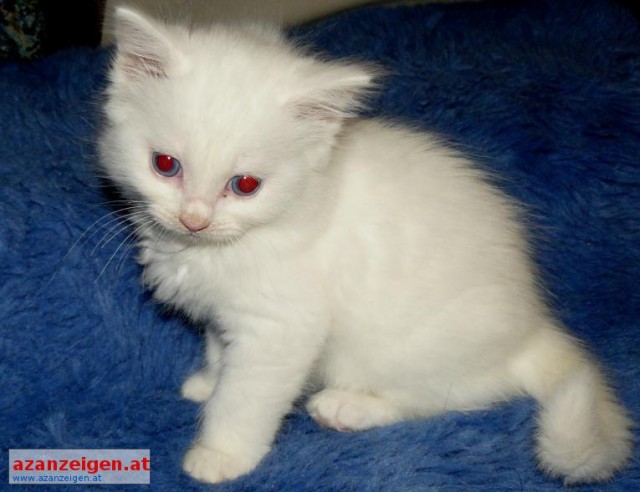 Schöne Ragdoll Kätzchen niedlichen Babys - Ragdoll - Dr.-Franz-Werner-Strasse 36
