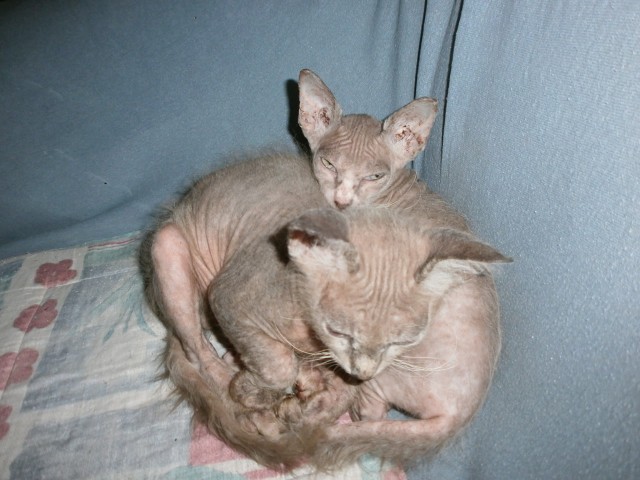 Original LaPerm Kitten - Katzen Sonstige - Wien