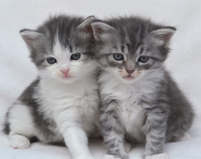 Sehr verschmuste Sibirische Katzenkinder in diversen Farben - Sibirische Katze - Limeshain