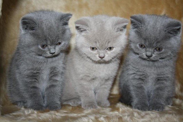 BKH kitten - British Kurzhaar - burbach