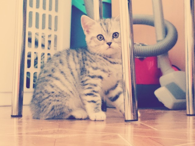 Hüpsche BKH Kitten - British Kurzhaar - Ludwigsburg