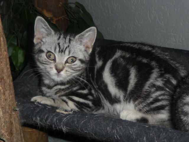 BKH.- Tabby Babys ( im Whiskaslook ) - British Kurzhaar - Hennef