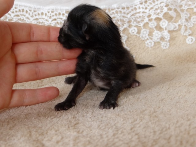 Norwegische Waldkatzen von La- Lea- Lil / Wir haben Babys (Amberträger) - Norwegische Waldkatze - Heidenheim