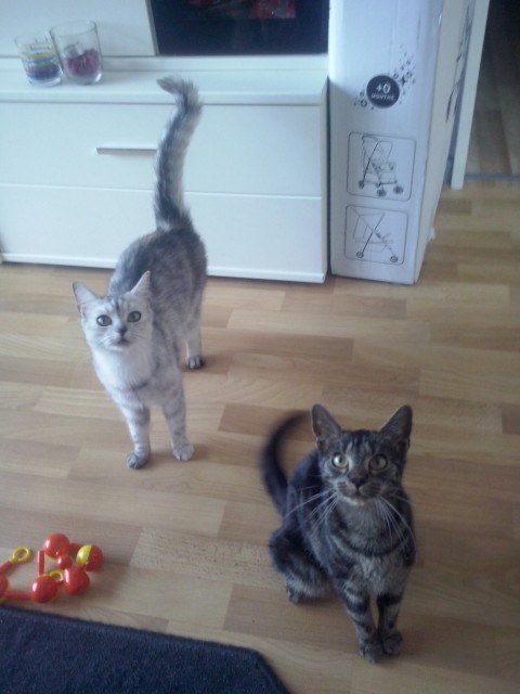 Liebe volle katzen abzugeben - Hauskatzen - Düren