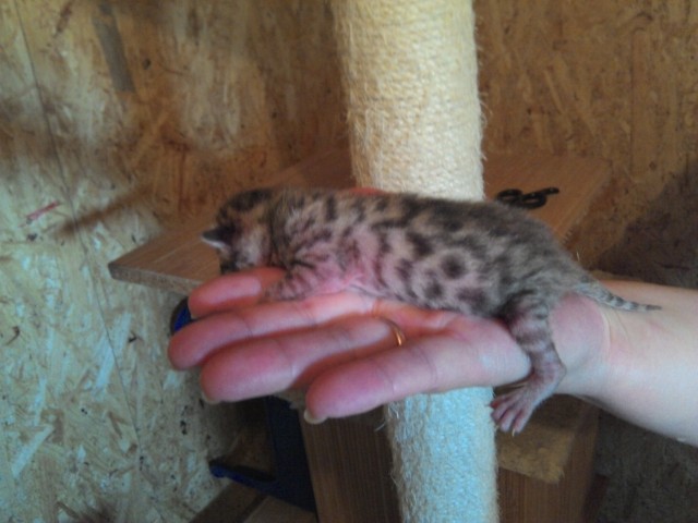 Bengal Kitten zu verkaufen - Bengal - Altensteig