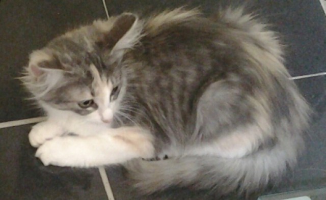 Norwegische Waldkatzen Babys  in Essen NRW in bunten Farben blau creme white , b - Norwegische Waldkatze - Essen