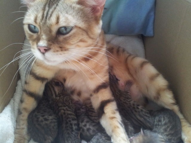 Bengalkitten Bengalkatzen Bengalbabys Katzenbabys Babykatzen - Bengal - Mannheim