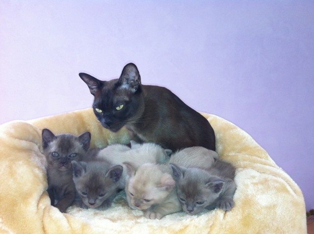Wir haben junge Burmakitten abzugeben, geboren am 18.7.14 - Burma - Eisingen