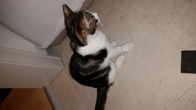 Kleinen Kater in liebevolle Hände abzugeben  - Hauskatzen - Friesenheim 