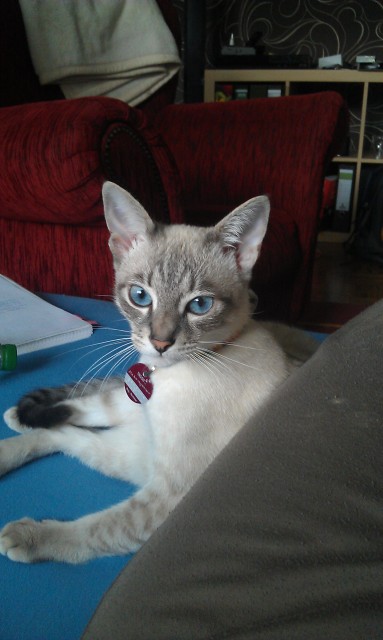 Kater Salem (Blue Tabby) sucht ein neues Zuhause - Siam - Freising