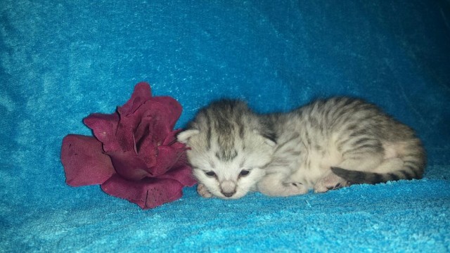 Maine Coon Bengalen Mixe Hunde gewohnt - Mischling - morbach