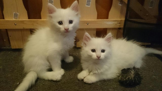 Norweger - Mixkitten suchen neues Wohlfühl zuhause  - Mischling - Tottleben