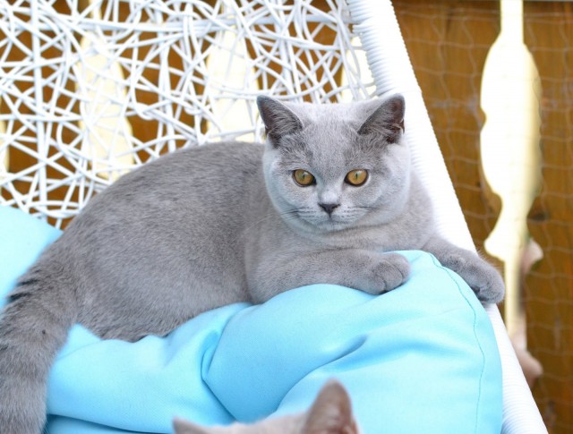BKH Katzenbabys mit Stammbaum - British Kurzhaar - Kümmersbruck