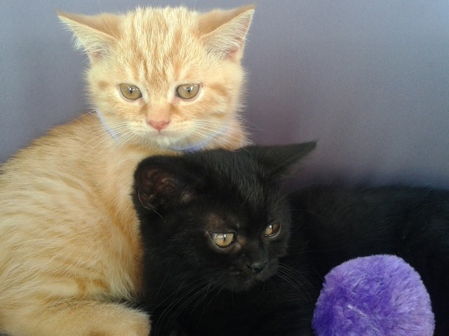 Britisch Kurzhaar (rot,schwarz,braun) - British Kurzhaar - Pregarten