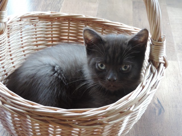 2 Bkh-Kitten in chocolate mit Stammbaum abzugeben ! - British Kurzhaar - Neuendorf