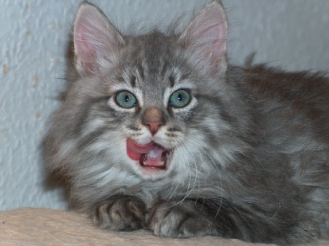 Sibirische Waldkatzen und Neva Masquerade Kitten - Neva Masquarade - quenstedt