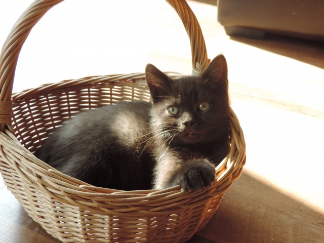 2 Bkh-Kitten in chocolate mit Stammbaum abzugeben ! - British Kurzhaar - Neuendorf