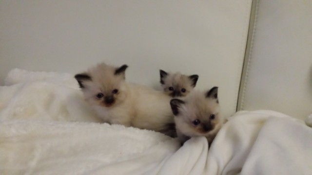 3 süße heilige Birma Kitten abzugeben - Birma - Taura
