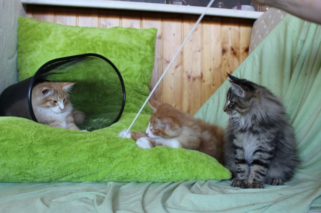 Zuckersüße norwegische Waldkatzen - Norwegische Waldkatze - Lindau/B