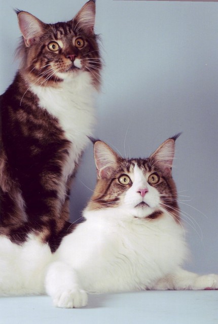 Maine Coon Kitten - Maine Coon - 