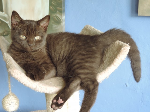 BKH - Kitten, Mädchen in chocolate mit Stammbaum abzugeben ! - British Kurzhaar - Neuendorf