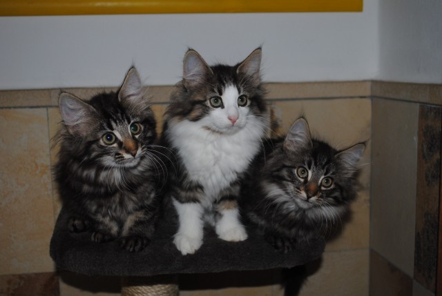 Norweger suchen noch Katzeneltern mit Papiere - Norwegische Waldkatze - Glückstadt
