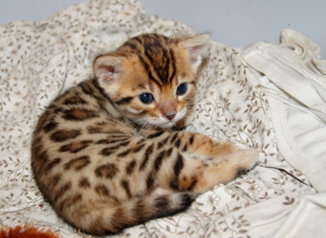 Bengal Kitten mit Stammbaum (Reserviert/vergeben) - Bengal - Braunschweig