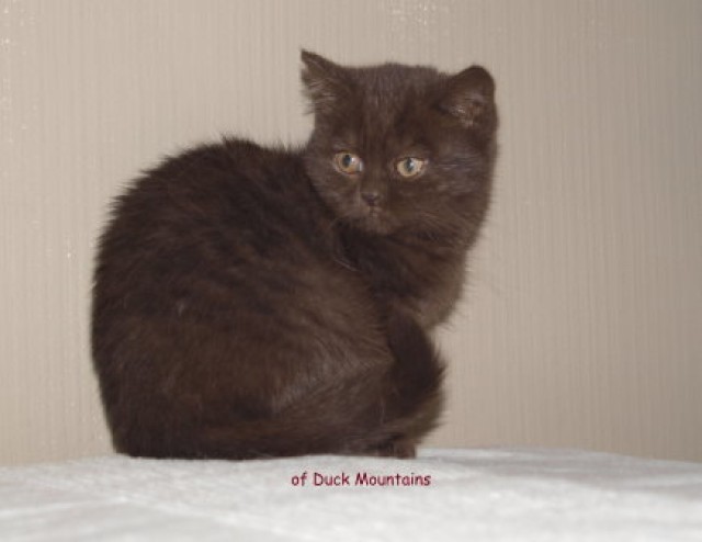 BKH-Kitten in Chocolate - British Kurzhaar - Felsberg-Gensungen