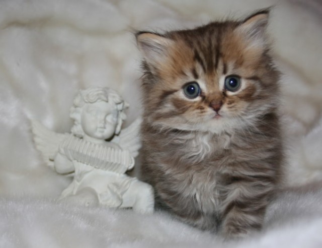 Highlander und BKH Bärchen von Xantos, chocolate, tabby und point - British Kurzhaar - Alzey