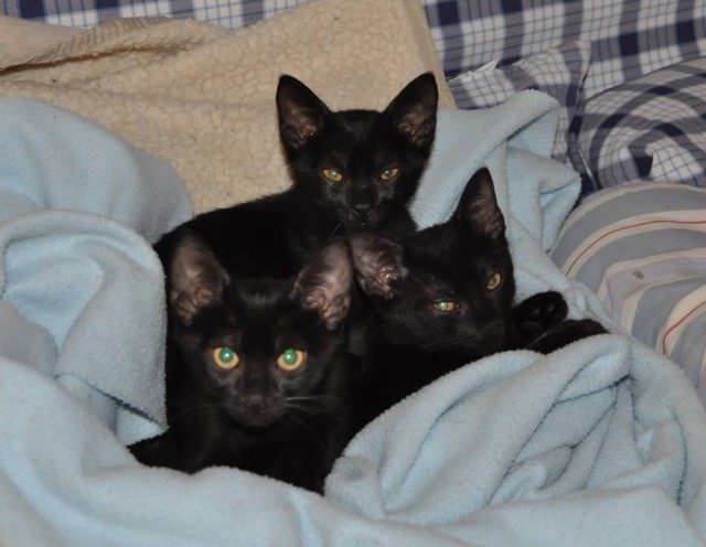 ** HARDY, PLUTO & PETER s ** Weihnachtswunsch .... - Katzen Sonstige - Barsinghausen