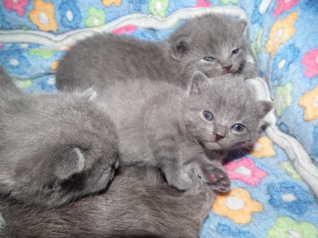 Chartreux, reinrassige Kartäuser Kitten - Kartaeuser - Mühlhausen