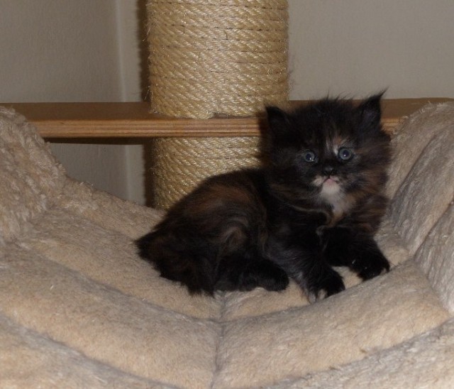 Wunderschöne Maine Coon Baby s mit Stammbaum - Maine Coon - Vohburg