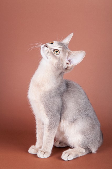 Abessinier Kätzchen blau, blue, ruddy, wild, Katze, Abyssinian cat - Abessinier - 74589